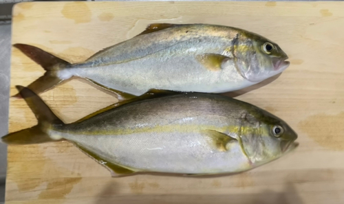 ショッコの釣果