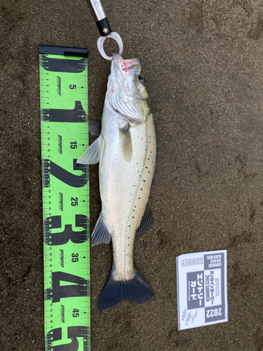 タイリクスズキの釣果