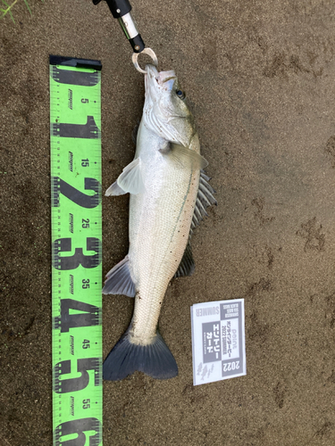 タイリクスズキの釣果