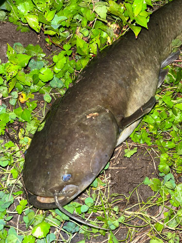 ナマズの釣果