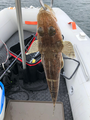 マゴチの釣果