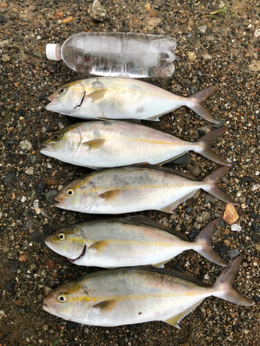 ショゴの釣果