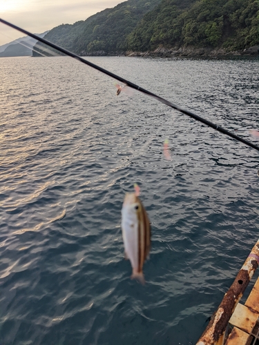 サバの釣果