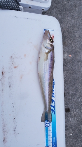 キスの釣果