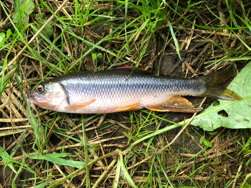 カワムツの釣果