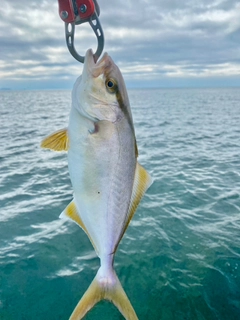 ショゴの釣果