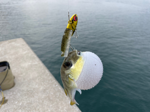 シロサバフグの釣果