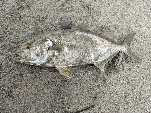 ショゴの釣果