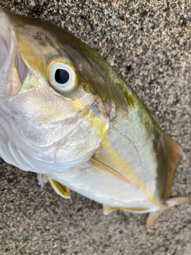 ショゴの釣果