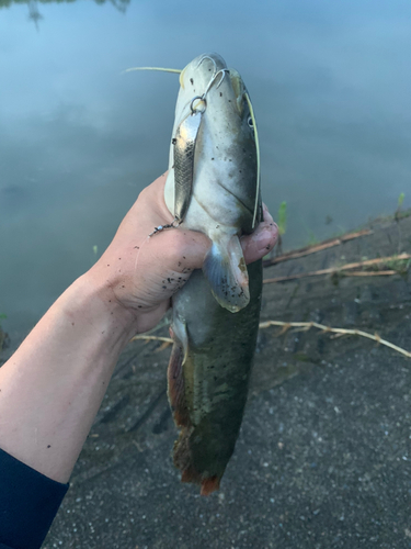 ナマズの釣果