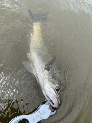 マルスズキの釣果