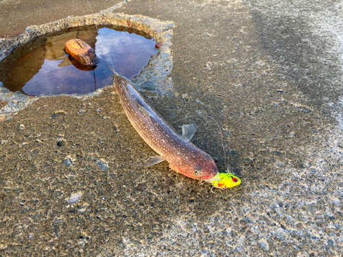 エソの釣果