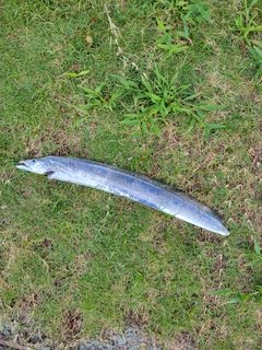 タチウオの釣果