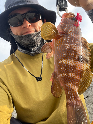 アコウの釣果