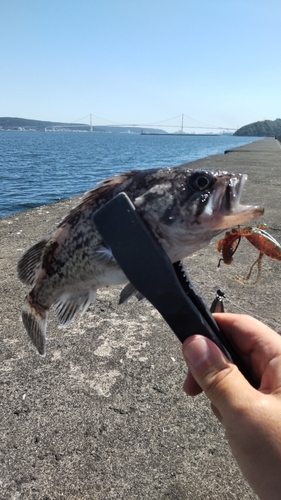 クロソイの釣果