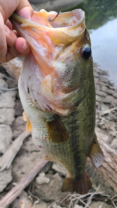 ラージマウスバスの釣果