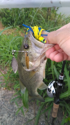 ブラックバスの釣果