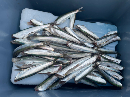 カタクチイワシの釣果