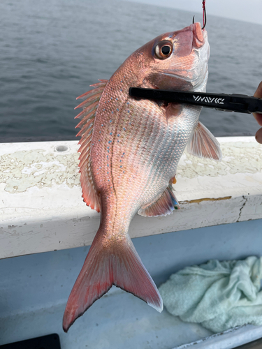 マダイの釣果