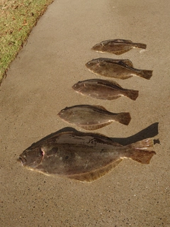 ヒラメの釣果