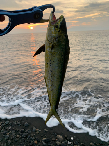 シイラの釣果