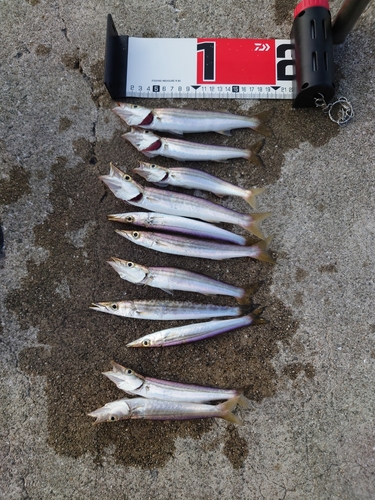 カマスの釣果