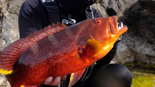 バラハタの釣果