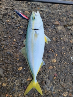 ワカシの釣果