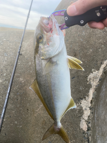 ショゴの釣果