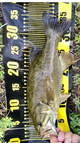 スモールマウスバスの釣果