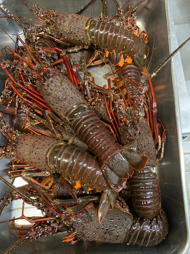 イセエビの釣果