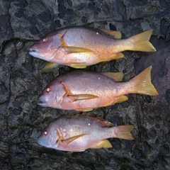 シブダイの釣果