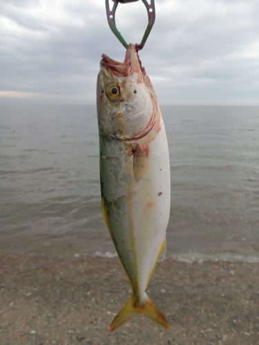 ツバイソの釣果