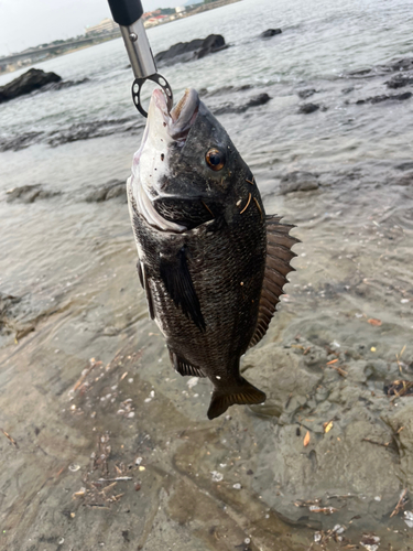 チヌの釣果