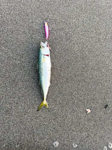 サバの釣果