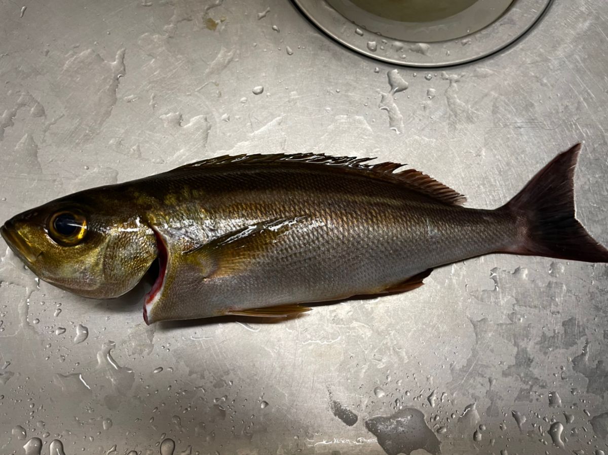 酒柱さんの釣果 2枚目の画像