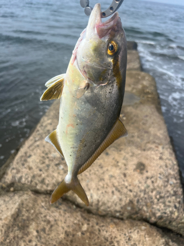 ショゴの釣果