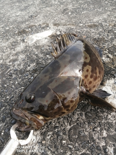 ヤイトハタの釣果