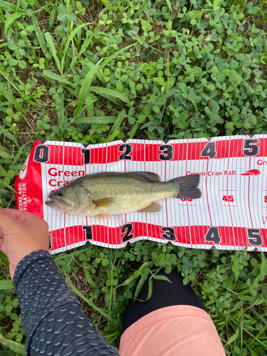 ブラックバスの釣果