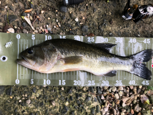 ブラックバスの釣果