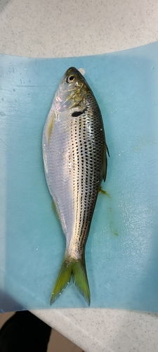 コノシロの釣果