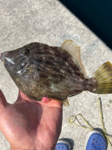 カワハギの釣果