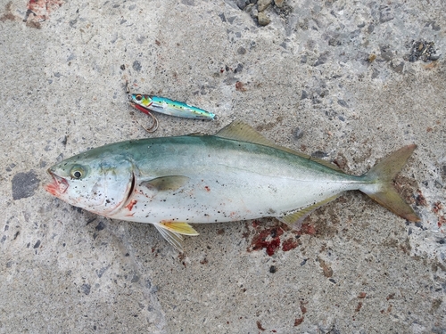 ショッコの釣果