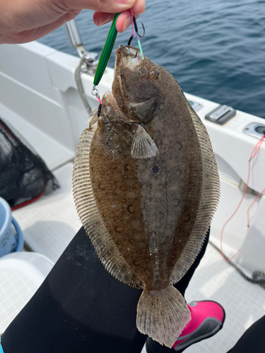 ヒラメの釣果