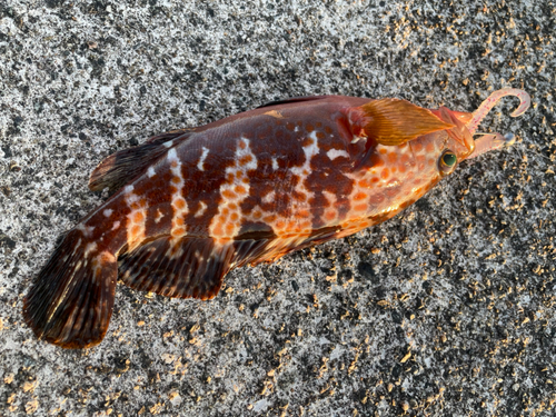 キジハタの釣果