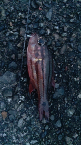 ネンブツダイの釣果