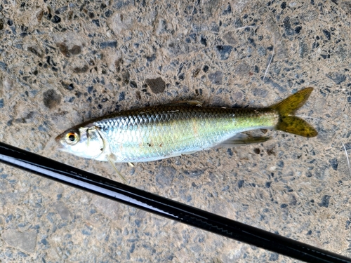 オイカワの釣果