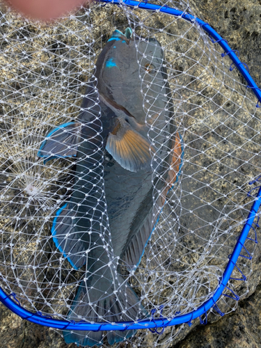 アオブダイの釣果