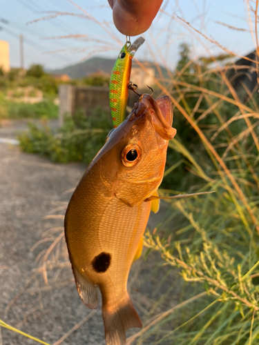 クロホシフエダイの釣果