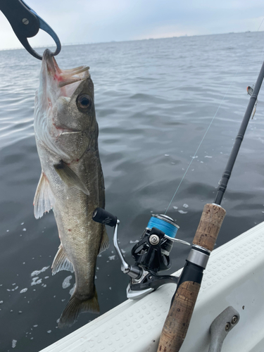 マルスズキの釣果